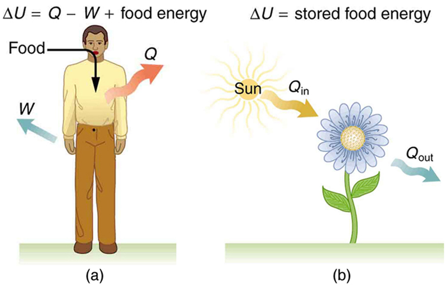 First Law Of Thermodynamics